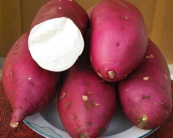 What are the Factors that Affect the Sweet Potato Starch Content?