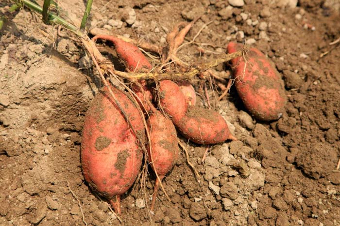 Conservazione delle patate dolci in inverno! Tre colpi per risolvere facilmente il problema della putrefazione delle patate dolci !