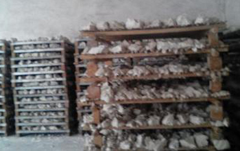 drying cassava flour