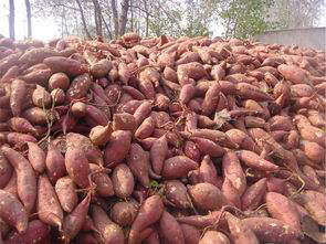 Conservazione delle patate dolci in inverno! Tre colpi per risolvere facilmente il problema della putrefazione delle patate dolci !