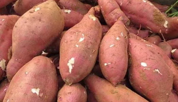 Come acquistare E selezionare la patata dolce che viene utilizzata per la lavorazione dell'amido?