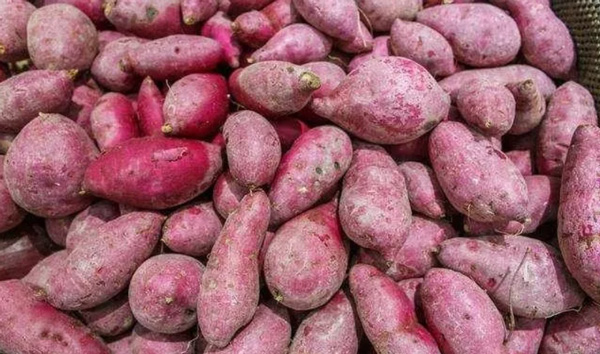 Nel Produzione di fecola di patate dolci, cosa accadrà alle patate dolci?