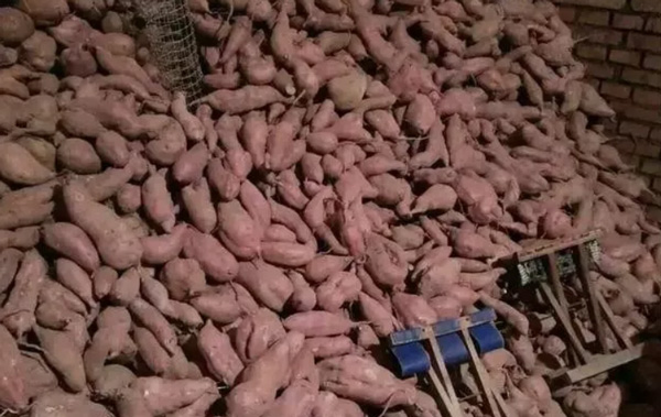 Quali sono i Preparativi per la creazione di una fabbrica di fecola di patate dolci