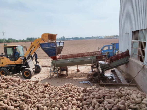 Un altro progetto automatico di fecola di patate dolci di Goodway è atterrato nella sua città natale di Henan